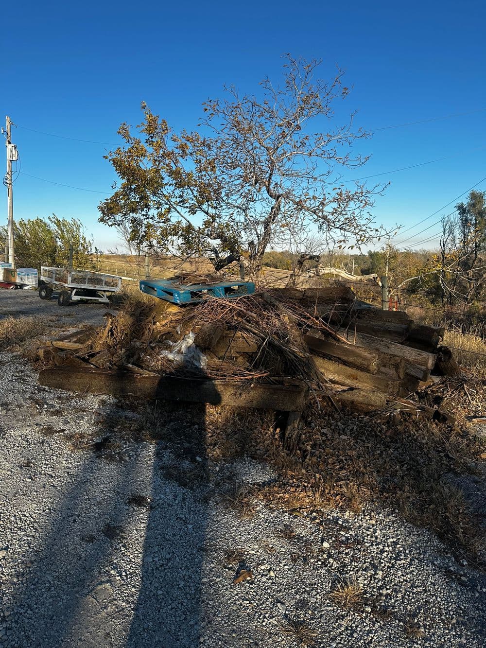 Piles of wooden debris and a small tree against a clear blue sky on a gravel surface.